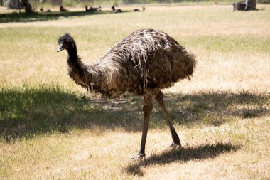 Emus 'lar koyu kahverengiden gri-kahverengi ve siyah uçlu ilkel tüylerle kaplıdır. Emu 'nun boynu mavimsi siyah ve tüysüz.