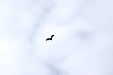 Yarasalar uçabilen tek memelilerdir. Kolları ya da elleri yerine kanatları var. Kanatların kemik yapısı insan eline benzer.