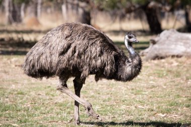 Emus 'lar koyu kahverengiden gri-kahverengi ve siyah uçlu ilkel tüylerle kaplıdır. Emu 'nun boynu mavimsi siyah ve tüysüz..