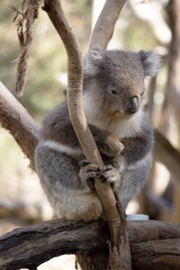 Koala 'nın büyük yuvarlak bir kafası, büyük tüylü kulakları ve büyük siyah bir burnu var. Kürkleri genellikle gri-kahverengidir. Göğsünde, iç kollarında, kulaklarında ve altında beyaz kürkleri vardır.