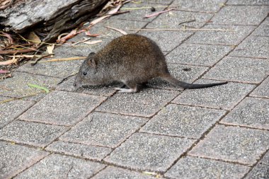 Uzun burunlu Potoro 'ların kahverengi ile gri arası bir üst gövdesi ve daha soluk bir alt gövdesi vardır. Uzun burunlu Potoro 'ların burunlarından burnuna kadar uzanan küçük bir deri parçasıyla sivrilen uzun bir burnu vardır..