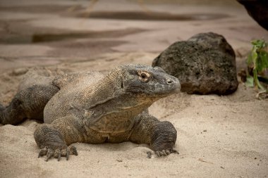Komodo ejderhaları uzun kuyruklu, güçlü ve çevik boyunlu ve güçlü uzuvları olan büyük kertenkelelerdir. Yetişkinler, belirgin, büyük pulları olan neredeyse tek tip taştan bir renktir..