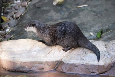 Asyalı küçük pençeli su samurları küçüktür, kısa kulakları ve burunları, uzun gövdeleri, uzun kuyrukları ve yumuşak, yoğun kürkleri vardır.. 