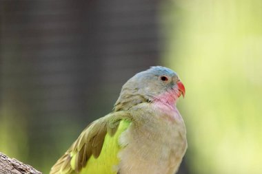 Prenslerin papağanlarının pembe bir boynu, açık mavi bir kafası ve yeşil kanatları vardır.
