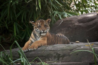 Kaplan yavruları küçük, kör ve zayıf doğar. Tüm çizgileriyle doğarlar ve altı aylık olana kadar annelerinin sütünü içerler ve sonra sadece et yerler..