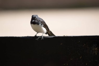 Çükü kuyruk beyaz göğsü ve siyah gövdesi olan küçük bir kuştur.