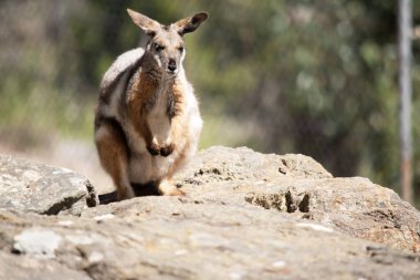Sarı ayaklı kaya valabisi beyaz yanak çizgisi ve turuncu kulaklarıyla parlak renklidir. Üzerinde beyaz bir yan şerit ve kahverengi ve beyaz bir kalça çizgisi ile geyik grisidir..