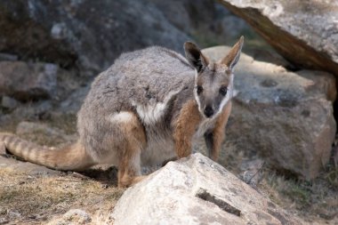 Sarı ayaklı kaya valabisi beyaz yanak çizgisi ve turuncu kulaklarıyla parlak renklidir. Üzerinde beyaz bir yan şerit ve kahverengi ve beyaz bir kalça çizgisi ile geyik grisidir..