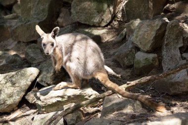 Sarı ayaklı kaya valabisi beyaz yanak çizgisi ve turuncu kulaklarıyla parlak renklidir. Üzerinde beyaz bir yan şerit ve kahverengi ve beyaz bir kalça çizgisi ile geyik grisidir..