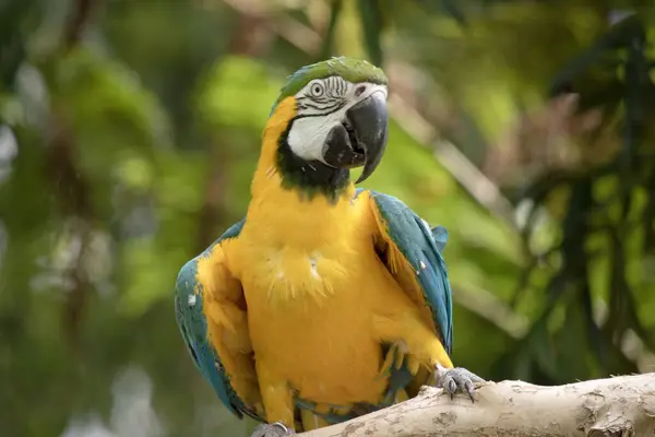 the Back and upper tail feathers of the blue and gold macaw are brilliant blue; the underside of the tail is olive yellow. Forehead feathers are green. Wing feathers are blue with green tips; underwing coverts and breast are yellow-orange.