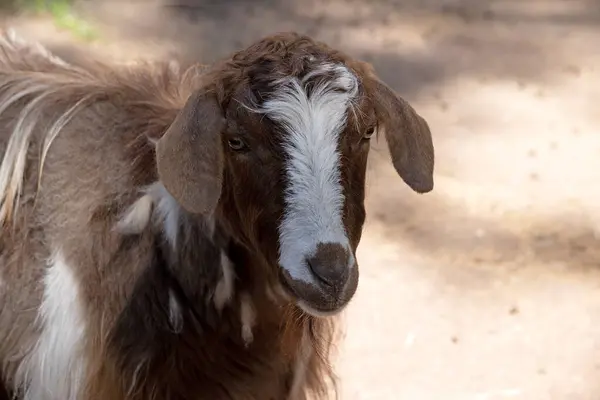 Goats are mammals, which means that they are warm-blooded, have fur, and give birth to live babies called kids. They are herbivores,