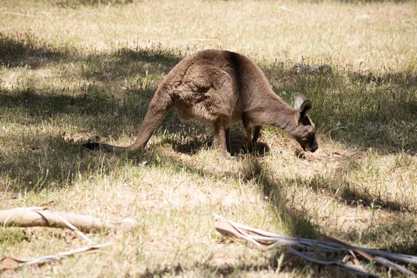 Kanguru Adası Kangurusu 'nun göbeğinin altında beyaz, kahverengi bir vücudu vardır. Ayrıca siyah ayakları ve pençeleri var.