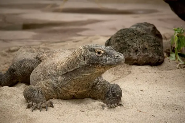 Komodo ejderhaları uzun kuyruklu, güçlü ve çevik boyunlu ve güçlü uzuvları olan büyük kertenkelelerdir. Yetişkinler, belirgin, büyük pulları olan neredeyse tek tip taştan bir renktir..
