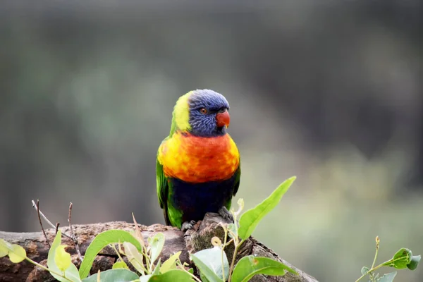 stock image The rainbow lorikeet has a bright yellow-orange/red breast, a mostly violet-blue throat and a yellow-green collar.