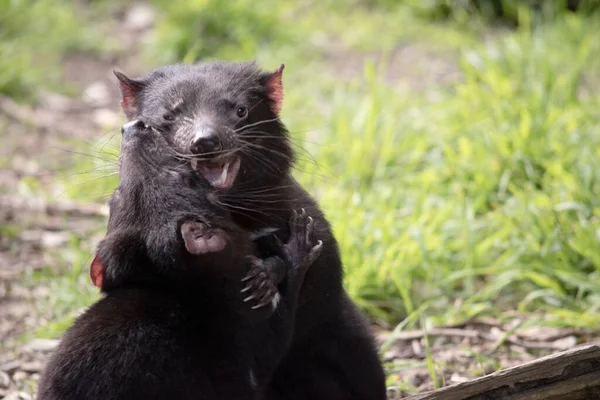 Tasmanian Devils are the size of a small dog. Devils have black fur with a large white stripe across their breast and the odd line on their back.