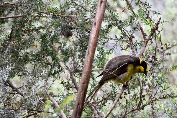 stock image the yellow tufted honeyeater has a bright yellow forehead, crown and throat, a glossy black mask and bright golden ear-tufts. 