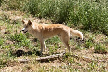 Dingolar Avustralyalı vahşi köpeklerdir. Genellikle zencefilli paltoları olur ve çoğunun ayaklarında, kuyruklarında ve göğüs uçlarında beyaz lekeler vardır..