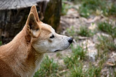 Dingoların uzun bir ağızlıkları, dik kulakları ve güçlü pençeleri vardır. Genellikle zencefilli bir ceketleri olur ve çoğunun ayaklarında, kuyruğunda ve göğsünde beyaz işaretler vardır..
