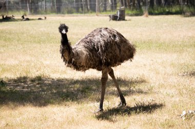 Emus 'lar koyu kahverengiden gri-kahverengi ve siyah uçlu ilkel tüylerle kaplıdır. Emu 'nun boynu mavimsi siyah ve tüysüz.