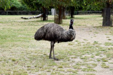 Emus 'lar koyu kahverengiden gri-kahverengi ve siyah uçlu ilkel tüylerle kaplıdır. Emu 'nun boynu mavimsi siyah ve tüysüz..