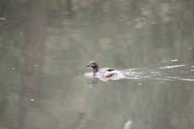 Küçük yunus ağırlıklı olarak koyu renkli boynu, yanakları ve yanakları ve parlak sarı ağzı ile üsttedir..