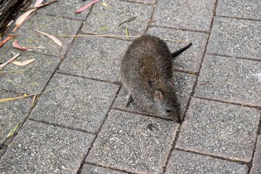 Uzun burunlu Potoro 'ların kahverengi ile gri arası bir üst gövdesi ve daha soluk bir alt gövdesi vardır. Uzun burunlu Potoro 'ların burunlarından burnuna kadar uzanan küçük bir deri parçasıyla sivrilen uzun bir burnu vardır..