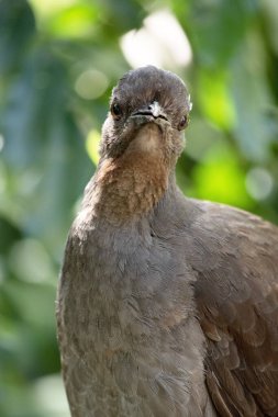 Lir kuşunun süslü bir kuyruğu vardır. Özel kıvrımlı tüyleri vardır. Lir şeklini alırlar..