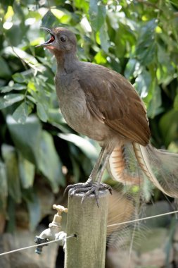 Lir kuşunun süslü bir kuyruğu vardır. Özel kıvrımlı tüyleri vardır. Lir şeklini alırlar..