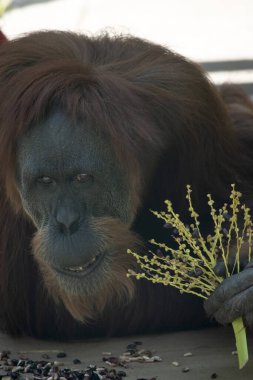 Orangutanlar en büyük ağaç memelileridir, zamanlarının çoğunu ağaçlarda geçirirler. Uzun, güçlü kollar, kavrayıcı eller ve ayaklar dalların arasından geçmelerini sağlar..