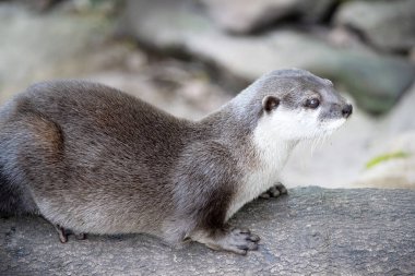 Asyalı küçük pençeli su samurları küçüktür, kısa kulakları ve burunları, uzun gövdeleri, uzun kuyrukları ve yumuşak, yoğun kürkleri vardır..