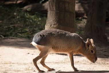 Patagonya maraları uzun bacaklı kemirgenlerdir ve toynaklı hayvanlara benzer vücutları vardır. Uzun kulakları ve kısa kuyrukları var. Paltoları.