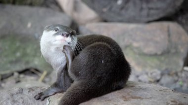 Asyalı küçük pençeli su samurları küçüktür, kısa kulakları ve burunları, uzun gövdeleri, uzun kuyrukları ve yumuşak, yoğun kürkleri vardır..