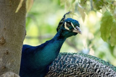 Tavus kuşları yanardöner kuyruklarıyla bilinen büyük, renkli mavi sülünlerdir.