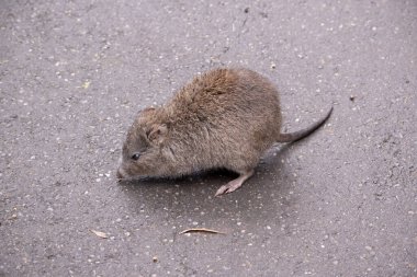 Uzun burunlu Potoro 'ların burunlarından burnuna kadar uzanan küçük bir deri parçasıyla sivrilen uzun bir burnu vardır..