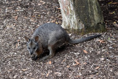 Tammar valabinin koyu grimsi üst kısımları vardır, alt kısmı daha soluk ve paslı kenarları ve uzuvları vardır.. 