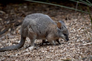 Tammar valabinin koyu grimsi üst kısımları, daha soluk alt kısımları, paslı kenarları ve uzuvları vardır. Tammar valabinin yüzünde beyaz çizgiler vardır..