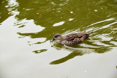 Dişi ördeğin koyu kahverengi tüyleri vardır. Kahverengi ve siyah gagalı gözleri vardır.