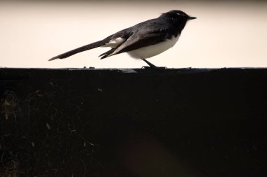 Çükü kuyruk beyaz göğsü ve siyah gövdesi olan küçük bir kuştur.