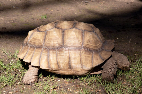 Aldabras черепахи являются одним из крупнейших в мире наземных черепах