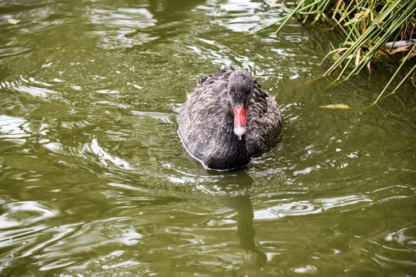 the black swan has black feathers edged with white on its back and is all black on the head and neck.  It has a red beak with a white stripe and red eyes
