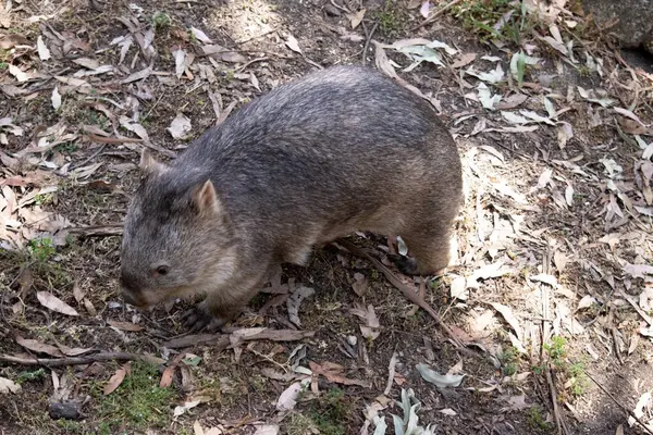 The Common Wombat has a large nose which is shiny black, much like that of a dog. The ears are relatively small, triangular, and slightly rounded.