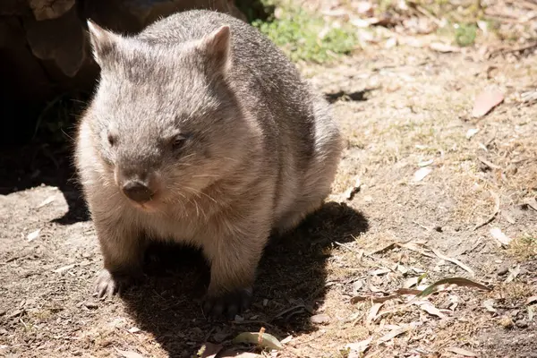 The Common Wombat has a large nose which is shiny black, much like that of a dog. The ears are relatively small, triangular, and slightly rounded
