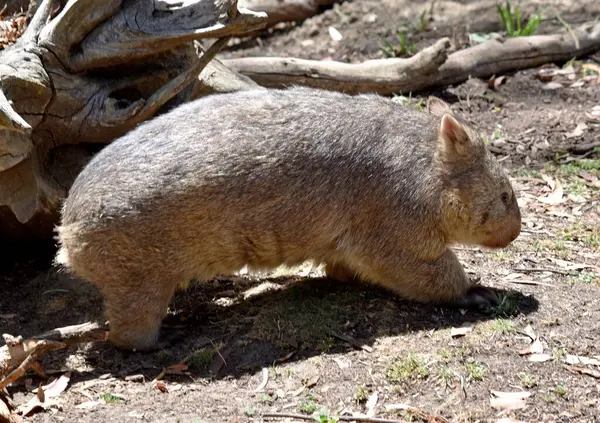 The Common Wombat has a large nose which is shiny black, much like that of a dog. The ears are relatively small, triangular, and slightly rounded.
