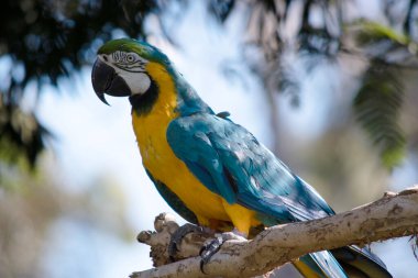 Mavi ve altın makav 'ın arka ve üst kuyruk tüyleri mavi ve altın makav' dır; kuyruğun alt kısmı zeytin sarısıdır. Mavi ve altın papağanların alın tüyleri yeşildir.. 