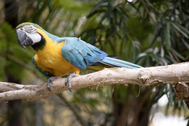 Mavi ve altın papağanların alın tüyleri yeşildir. Kanat tüyleri yeşil uçlu mavidir; alt kanat örtüleri ve göğüs tüyleri sarı-turuncudur.