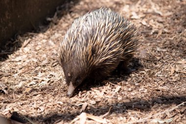 Kısa burunlu ekidnanın güçlü pençeli ayakları ve kahverengimsi bir vücudun üst kısmında dikenleri vardır. Burnu dardır ve ağzı küçüktür, uzun ve yapışkan bir dili vardır.