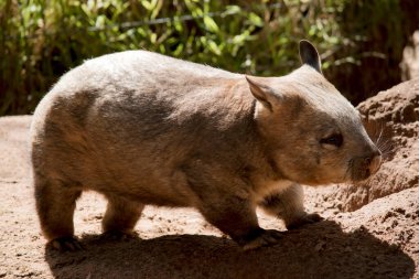 Kıllı burunlu wombat 'ın daha yumuşak kürkü, daha uzun ve sivri kulakları ve ince bıyıklarla fırfırlanmış daha geniş bir ağızlık ve daha yaygın wombatlar vardır. Genellikle gececidirler ama kış sabahları ve öğleden sonraları güneşlenirler.