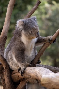 Koala 'nın büyük yuvarlak bir kafası, büyük tüylü kulakları ve büyük siyah bir burnu var. Kürkleri genellikle gri-kahverengidir. Göğsünde, iç kollarında, kulaklarında ve altında beyaz kürkleri vardır..