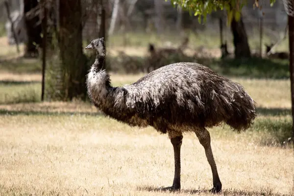 Emus 'lar koyu kahverengiden gri-kahverengi ve siyah uçlu ilkel tüylerle kaplıdır. Emu 'nun boynu mavimsi siyah ve tüysüz.