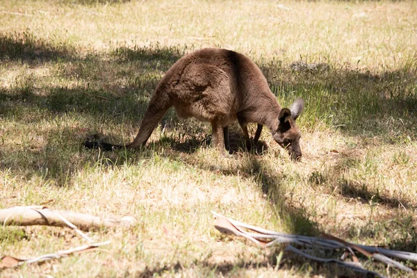 Kanguru Adası Kangurusu 'nun göbeğinin altında beyaz, kahverengi bir vücudu vardır. Ayrıca siyah ayakları ve pençeleri var.